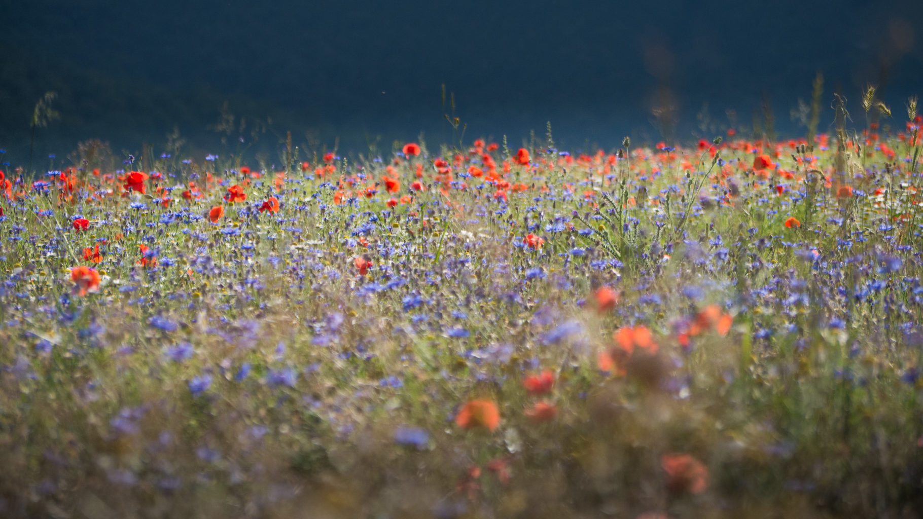 Piano Grande, Abruzzo