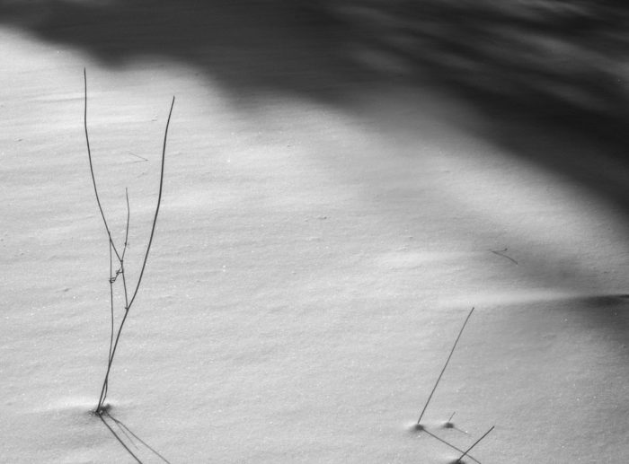 Snow and Twigs, Eagle Harbor, 2015